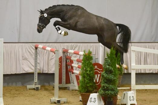 Foto: Mit seinem Talent am Sprung überzeugte der dreijährige Hengst „Feiner Traum“ v. Lebenstraum die Trakehner Körkommission bei der Frühjahrskörung in Münster-Handorf - Fotograf: Dr. Peter Richterich