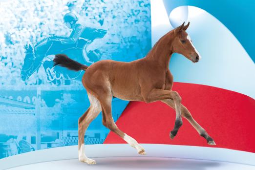 Foto: 27 Holsteiner Fohlen mit exklusiver Genetik kommen am 5. September in Warendorf zur Versteigerung - Fotograf: Janne Bugtrup/Grafik Holsteiner Verband