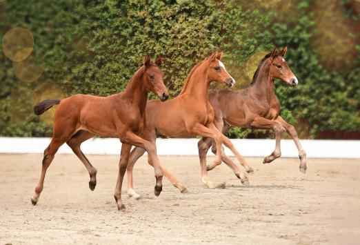 Foto: Abwechslungsreiche Top-Genetik für eine sportlich und züchterisch erfolgreiche Zukunft: Bei der Holsteiner Elite-Fohlenauktion am 21. August suchen über 60 vielversprechende Kandidaten neue Besitzer - Fotograf: Janne Bugtrup