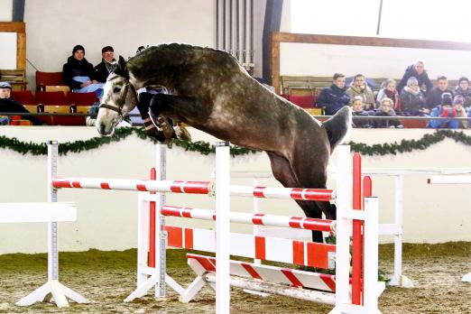 Foto: Charlie K ist für den HIT Holz Preis PARTNER PFERD Freispring-Cup des Deutschen Sportpferdes qualifiziert - Fotograf: Brit Placzek