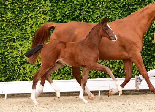 Foto: Trabte an die Spitze des Lots der zweiten Holsteiner Online Fohlenauktion: Ein Hengstfohlen v. Million Dollar-Caretino kostete 34.500 Euro - Fotograf: Janne Bugtrup