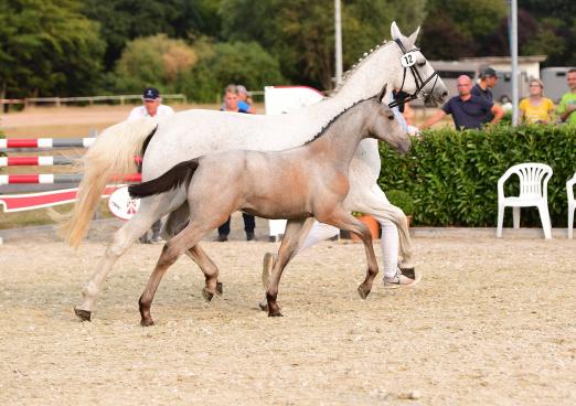 Foto: Trabte an die Spitze der Elite-Fohlenauktion - Elektra v. Eldorado van de Zeshoek-Concorde kostete 25.000 Euro - Fotograf: Janne Bugtrup