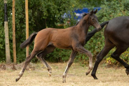 Foto: 15 Jahre Trakehner Bundesturnier Fohlenauktion: am Abend des 27. Juli ist es soweit. Willkommen im Reiterstadion Hannover! - Fotograf: Jutta Bauernschmitt