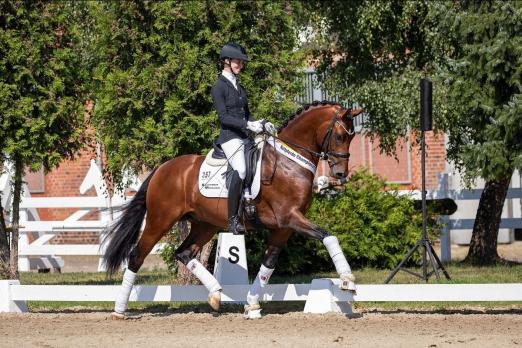 Foto: Hannoveraner Reitpferdechampion der dreijährigen Hengste: Va`Pensiero mit Hannah Laser - Fotograf: J. Fellner