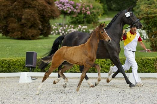 Foto: Veniro von Va Bene - Fotograf: Stefan Lafrentz