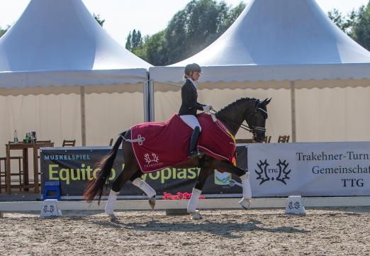 Foto: Vanessa Siedentopf präsentierte den Trakehner Equitop Myoplast Champion der dreijährigen Stuten und Wallache, Salvana’s Habitus v. Helium. Mit den Stuten Salvana’s Helena und Helene sicherten sich zwei Vollgeschwister die diesjährigen Championatstitel bei den vierjährigen Stuten und Wallachen sowie bei den fünfjährigen Dressurpferden - Fotograf: Sigrun Wiecha