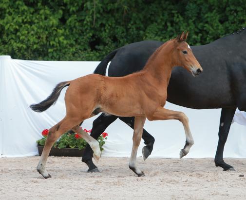 Foto: Bewegungsstarkes Hengstfohlen von Vitalis/Sandro Hit -Fotograf: Krenz