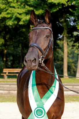 Foto: Die Trakehner Landessiegerstute Sasuela v. Oliver Twist aus der Zucht des Gestüts Heinen-Bönninghardt überzeugte die Richter - Fotograf: Lune Jancke