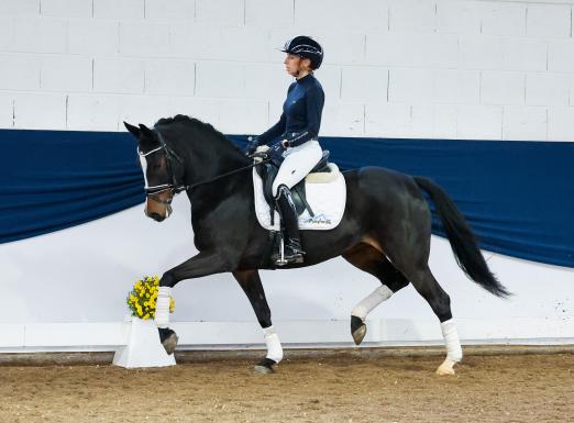Foto: Reitponystute Crystal Bloemendale - Fotograf: Ponyforum GmbH