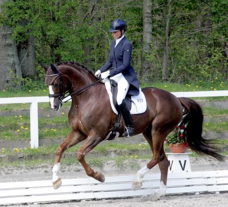 Foto: Zweimal gestartet, einmal gewonnen, einmal platziert - Alexandra Bimschas mit Bon Amour in der S'-Dressur in Schenefeld - Fotograf: A-L. Luebke