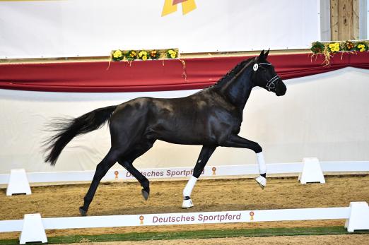 Foto: Der Dressurchampion 2022 (von Don Royal x Quadroneur abstammend) - Fotograf: Björn Schroeder