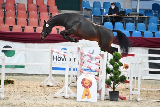 Foto: Kat.-Nr. 5 von Cornet Obolensky x Montender - Fotograf: Björn Schroeder