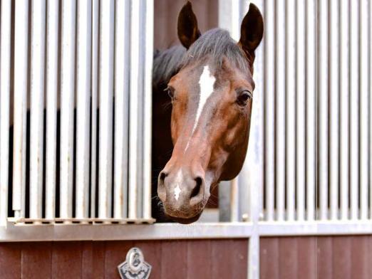 Foto: Stallion AI - Fotograf: Röwer & Rüb