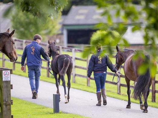 Foto: Reitanlage Blundell - Fotograf: Röwer & Rüb