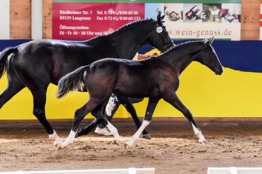 Foto: Auktionsspitze Don Davidoff (Danciano – Don Frederico – Weltpoet) - Fotograf: Tim Heide