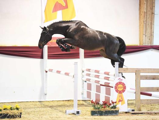 Foto: Kat.-Nr. 11 Diacasall von Diarado x Casallco - Fotograf: Fischer