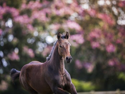 Foto: Reitanlage Kingswood - Fotograf: Röwer & Rüb