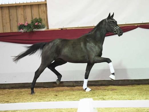 Foto: Kat.-Nr. 13 Decrates von Decurio x Samba Hit I - Fotograf: Fischer 
