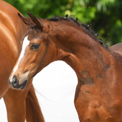 Foto: Lot 17 First Choice von Fürst Samarant/Fiorano - Fotograf: Fischer