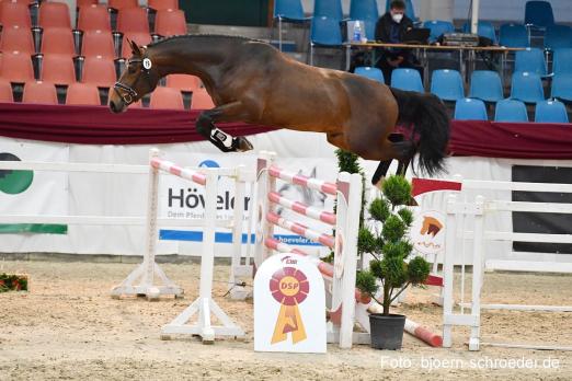 Foto: Kat.-Nr. 19 von Hickstead White x Diarado - Fotograf: Björn Schroeder