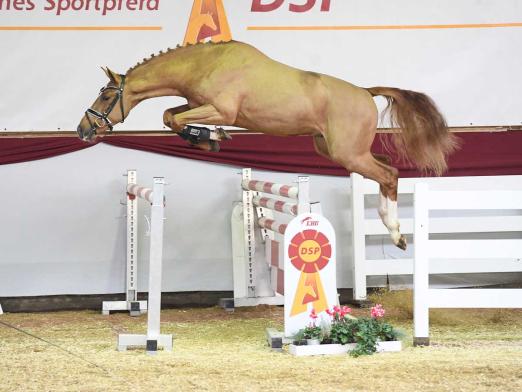 Foto: Kat.-Nr. 20 Mabalou von Maloubet de Pleville x Baloubet du Rouet - Fotograf: Fischer