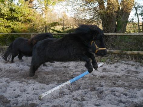 Foto: das gestohlene Shetlandpony Princess 1 - Fotograf: Polizeidirektion Flensburg