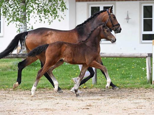 Foto: Extraklasse v. Eldorado v.d Zeshoek - Fotograf: Hubert Fischer