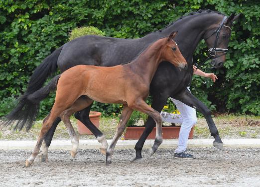 Foto: Lot 4 Valentino v. Va Bene/Fahrenheit - Fotograf: Fischer