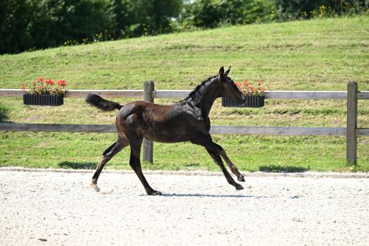 Foto: Kat.-Nr. 22 Adzarro de L Abbaye B x Contendro - Fotograf: Hubert Fischer