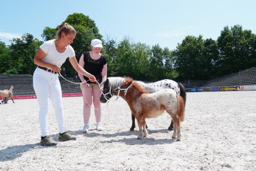 Foto: Impression aus der Fohlenschau vom letzten Jahr - Fotograf: Sabine Wittlinger