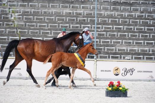 Foto: Impression aus der Fohlenschau vom letzten Jahr - Fotograf: Sabine Wittlinger