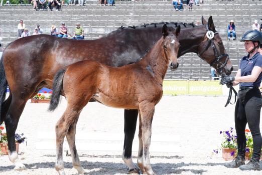 Foto: : Kopf-Nr. 49 Siegerfohlen Vielseitigkeit: Passion von Propriano de L’Ebat aus einer Catoo-Mutter; Zucht und Besitz Haupt- und Landgestüt Marbach - Fotograf: Sabine Wittlinger