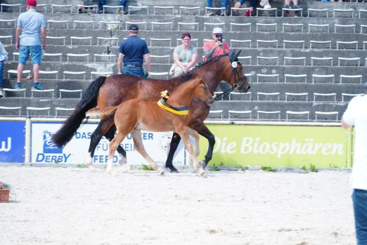 Foto: Kopf-Nr. 55 Siegerfohlen Altwürttemberger: Suleika S von LVV Sol aus einer LVV-Umberto-Mutter; Zucht und Besitz Renate Hartmann, Wolfegg - Fotograf: Sabine Wittlinger