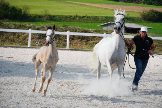Foto: Zu Besuch bei Familie Hüttig, Berber Stute mit Fohlen- Fotograf: Sabine Wittlinger 