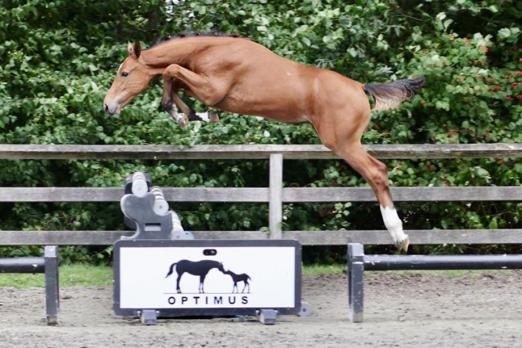 Foto: Kat.-Nr. 2 Electra Optima von Emerald X Kashmir X For Pleasure - Fotograf: OPTIMUS ONLINE AUCTION