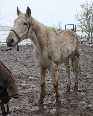 Foto: Verstoß Tierschutzgesetz - Fotograf: Thüringer Polizei