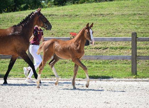 Foto: Kat.-Nr. 23 For Pleasure x Elvis ter Putte - Fotograf: Hubert Fischer