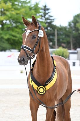 Foto: Kat.-Nr. 31 Violett v. Vitalis Stabhalterhof GbR - Fotograf: Pferdezuchtverband Baden-Württemberg e.V. Foto: Kat.-Nr. 31 Violett v. Vitalis Stabhalterhof GbR - Fotograf: Pferdezuchtverband Baden-Württemberg e.V.