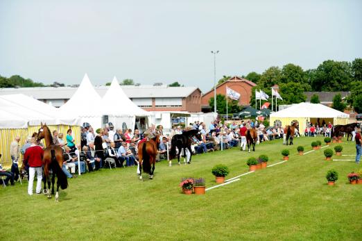 Foto:Kulisse - Fotograf: Holsteiner Verband
