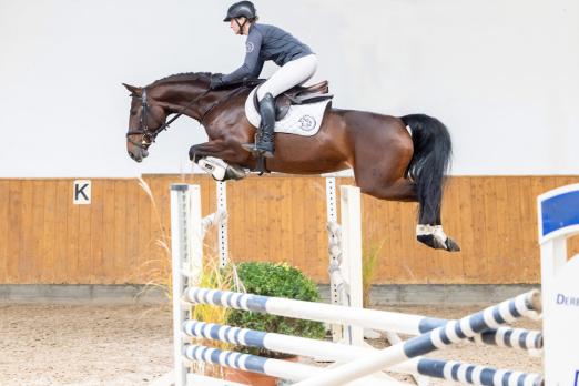 Foto: Samira K, 5-jährige braune Hannoveraner Stute von Stolzenberg x Contendro I abstammend - Fotograf: Elmar Lesch Sales-Days