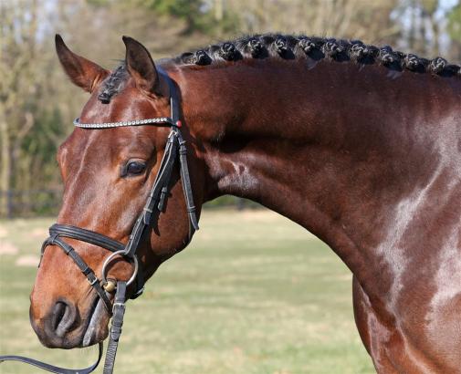 Foto: Linebacker (v. Lord Pezi x Diarado x Grandeur) - Fotograf: Jenny Abrahamsson