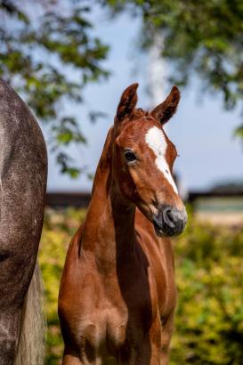 Foto: Hengstfohlen Elvis von Emerald van het Ruytershof-Nerrado zählt zum Lot der Björn Nagel Online-Auktion - Fotograf: Stefan Lafrentz) 