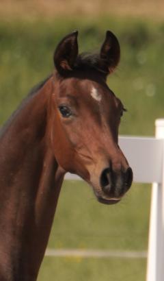 Foto: Hengst-Fohlen: Global Amour x Fürst Romancier x Latimer, Zucht: Familie Schepper - Fotograf: Sabine Wittlinger Foto: Hengst-Fohlen: Global Amour x Fürst Romancier x Latimer, Zucht: Familie Schepper - Fotograf: Sabine Wittlinger