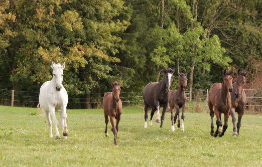 Foto: Drei Stuten mit Fohlen im Herdenverband. Fohlen von Flavis, Chaloubino und Comme Cavelle im Stall bei Wolfgang Stefan - Fotograf: Sabine Wittlinger Foto: Drei Stuten mit Fohlen im Herdenverband. Fohlen von Flavis, Chaloubino und Comme Cavelle im Stall bei Wolfgang Stefan - Fotograf: Sabine Wittlinger