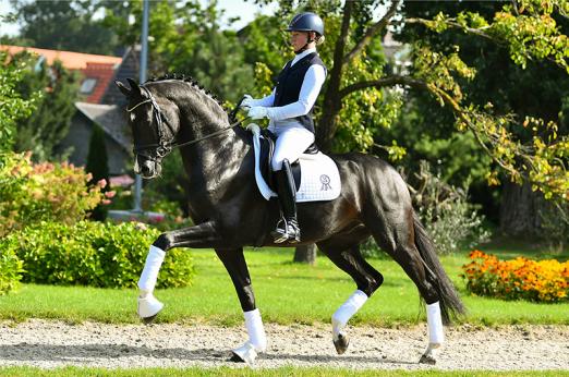 Foto: Katalog Nr. 1, Apanachi - Fotograf: Pferdefotografie Mhisen