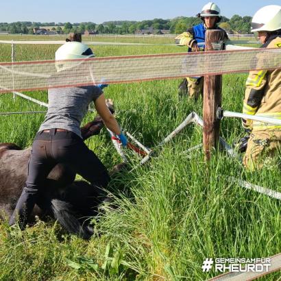Foto: Pferde-Rettung - Fotograf: Galka, Feuerwehr
