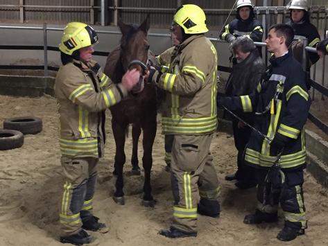 Foto: Das Pferd befand sich in einer hilflosen Lage in der Führanlage. - Fotograf: Feuerwehr Haan