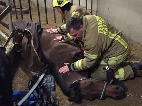 Foto: Das Pferd befand sich in einer hilflosen Lage in der Führanlage. - Fotograf: Feuerwehr Haan