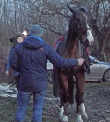 Foto: Kurze Zeit nach der Rettung konnte das Pferd wieder stehen - Fotograf: Feuerwehr Dortmund