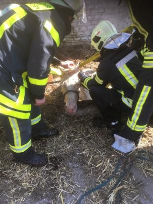 Foto: Pferd in Jauchegrube - Fotograf: Feuerwehr Gelsenkirchen